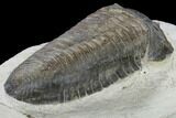Inflated Parahomalonotus Trilobite - Foum Zguid, Morocco #114808-5